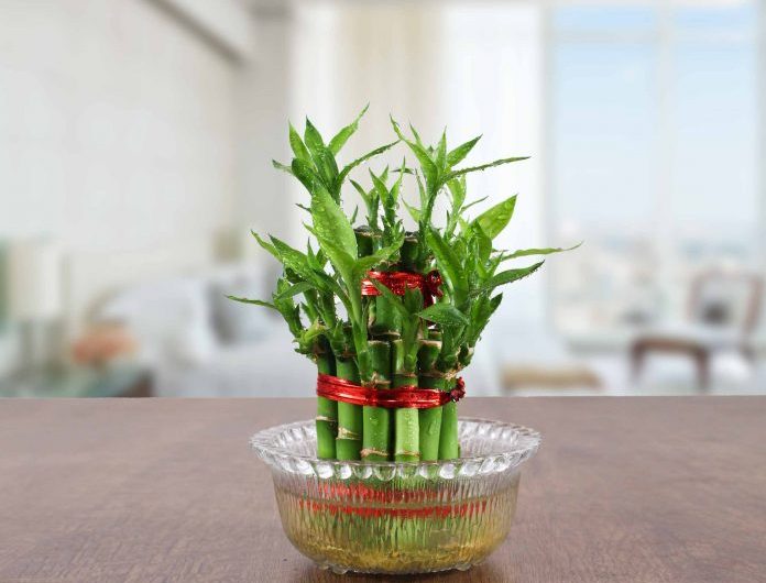 Caring for Lucky Bamboo- Step by Step tutorial