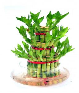 Caring for Lucky Bamboo- Step by Step tutorial