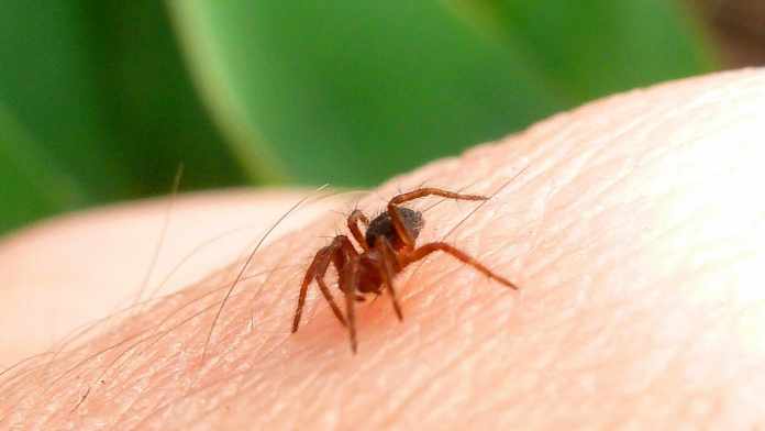 Easy Home Remedies For Spider Bites